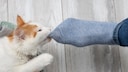 House Cat Bites Blue Socks on a Person's Foot