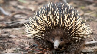 A long-beaked echidna crawls on the ground.