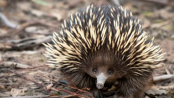 There Are Only Three Egg-Laying Mammals—Here's Why- PETBOOK