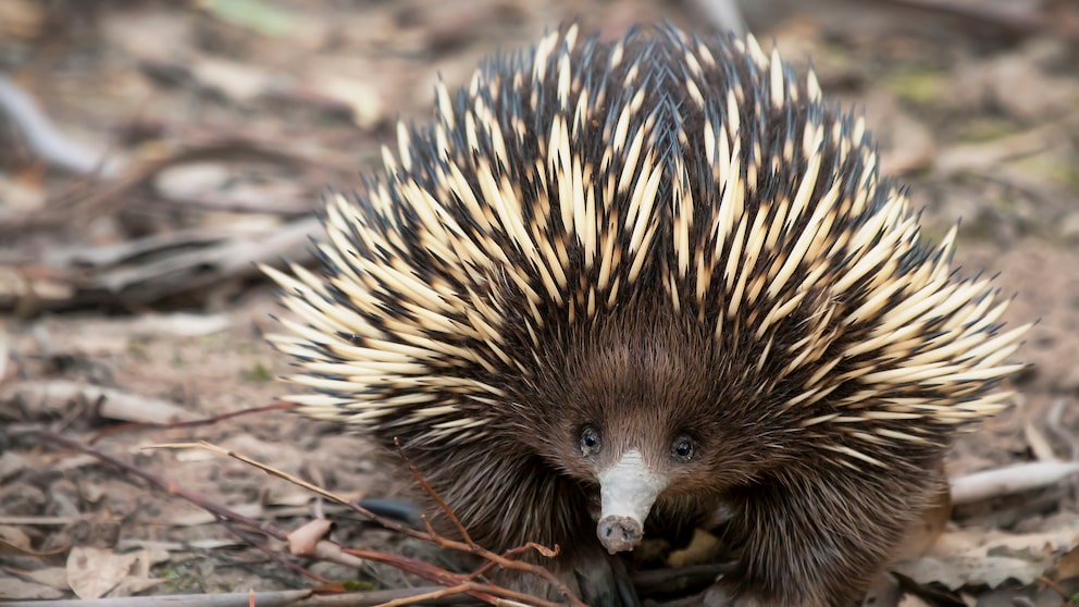 A long-beaked echidna crawls on the ground.