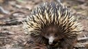 A long-beaked echidna crawls on the ground.