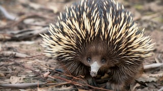 A long-beaked echidna crawls on the ground.