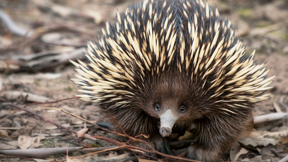 A long-beaked echidna crawls on the ground.