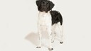 The Stabyhoun, also known as the Frisian Pointer or Friese Stabij, is a medium-sized breed of dog that originated in the Netherlands.