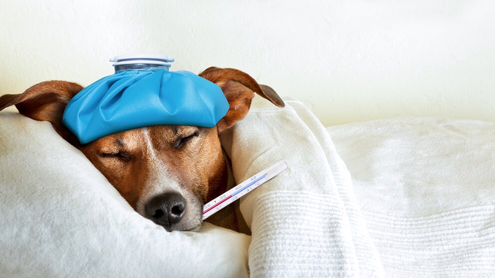 Jack Russell Terrier lies covered in bed with an ice pack on his head and a clinical thermometer in his mouth