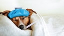 Jack Russell Terrier lies covered in bed with an ice pack on his head and a clinical thermometer in his mouth