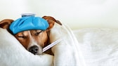 Jack Russell Terrier lies covered in bed with an ice pack on his head and a clinical thermometer in his mouth