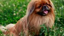 The Pekingese originated in China and was valued during the Qing dynasty as a symbol of luck and prosperity.
