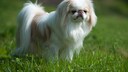 Originally, the Japanese Chin was bred as a companion for Japanese nobility and was considered a status symbol.