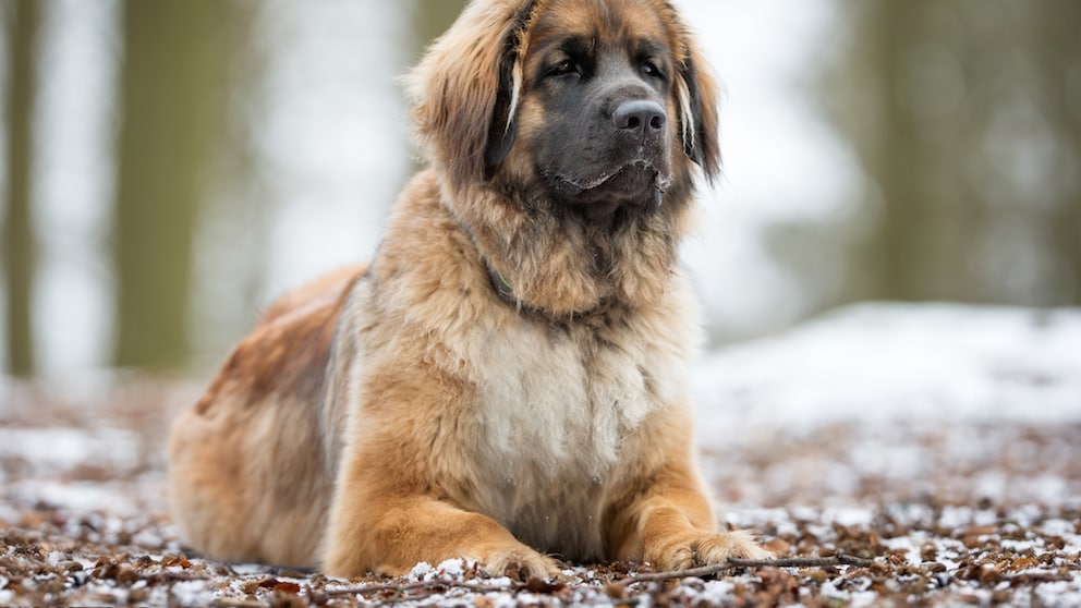 The Leonberger was bred through intentional crossbreeding of Newfoundlands, Saint Bernards, and Great Pyrenees.