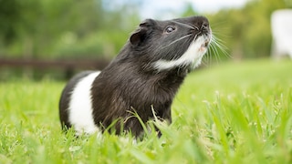 Black and white guinea pig on a meadow
