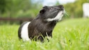 Black and white guinea pig on a meadow