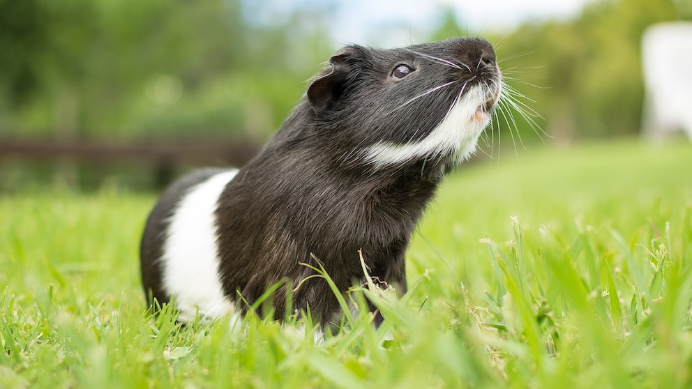 Black and white guinea pig on a meadow