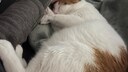 Cat Remo cuddles, his plump belly clearly visible