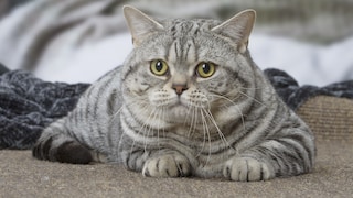 An American Shorthair cat looks into the camera.