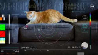 Cat Taters chases a laser pointer in the first cat video streamed from space.