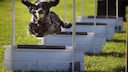 Dog Jumps Over Hurdles in Flyball Competition