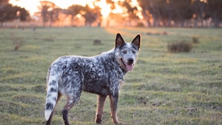 The Australian Cattle Dog was developed in the 19th century by crossing Dingoes with European herding dogs, including the Collie.