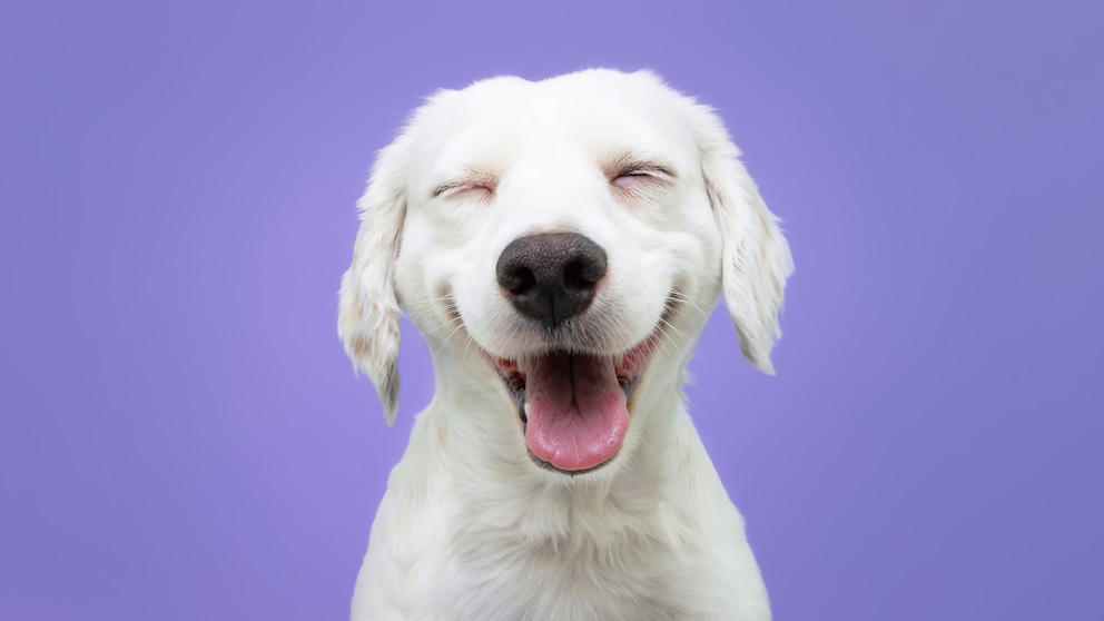 Smiling white dog on a purple background
