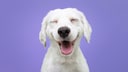 Smiling white dog on a purple background