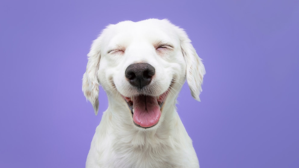 Smiling white dog on a purple background