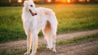 The Borzoi is among the fastest animals in the world.
