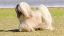 The Lhasa Apso is part of the Tibetan Terrier group and was originally bred as a companion dog in the monasteries of the Himalayas.