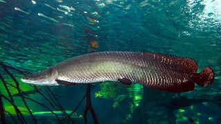 An Arapaima gigas swims through the water