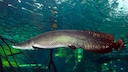 An Arapaima gigas swims through the water