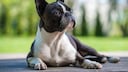 Profile: Boston Terrier