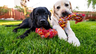 What's better than one dog? Two! But there are many factors to consider before making such an important decision