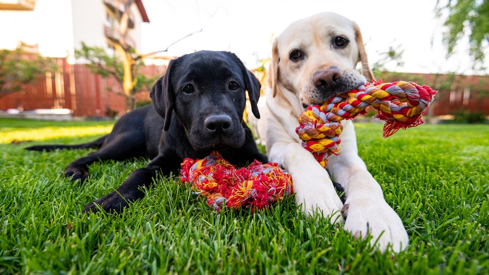 What's better than one dog? Two! But there are many factors to consider before making such an important decision