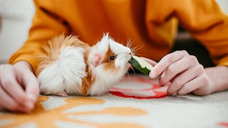 A guinea pig is fed with cucumber