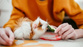 A guinea pig is fed with cucumber