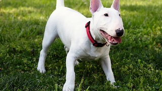 The bull terrier is a robust and muscular dog breed known for its distinctive snout and strong character.