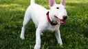 The bull terrier is a robust and muscular dog breed known for its distinctive snout and strong character.