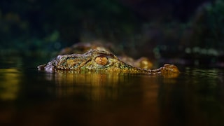 Close-up of a caiman (Caiman crocodilus) in the dark