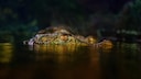 Close-up of a caiman (Caiman crocodilus) in the dark