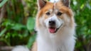 Thai Bangkaew Dog Against a Green Background