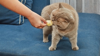 Cat Offered a Potato Chip
