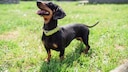 Many dog fans can't resist the dachshund look.