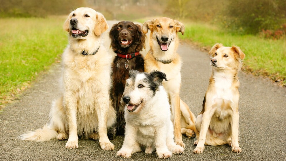 Healthy dogs sit grinning on a forest path