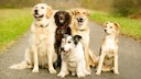 Healthy dogs sit grinning on a forest path