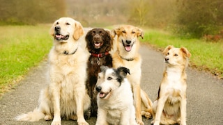 Healthy dogs sit grinning on a forest path