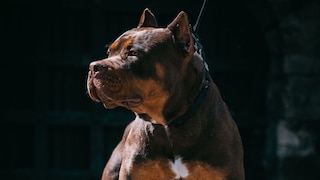 American Bully XL Dog Profiled Against Dark Background