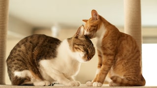 Two cats cuddling on a scratching post