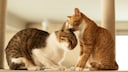 Two cats cuddling on a scratching post