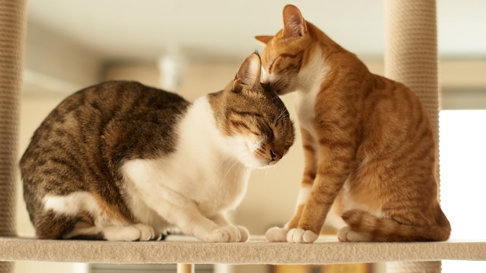 Two cats cuddling on a scratching post