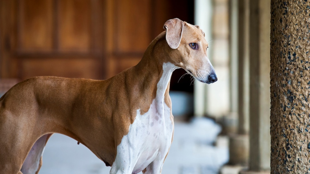 The Azawakh is an ancient sighthound breed that originated in West Africa. It is often referred to as the "African Greyhound."