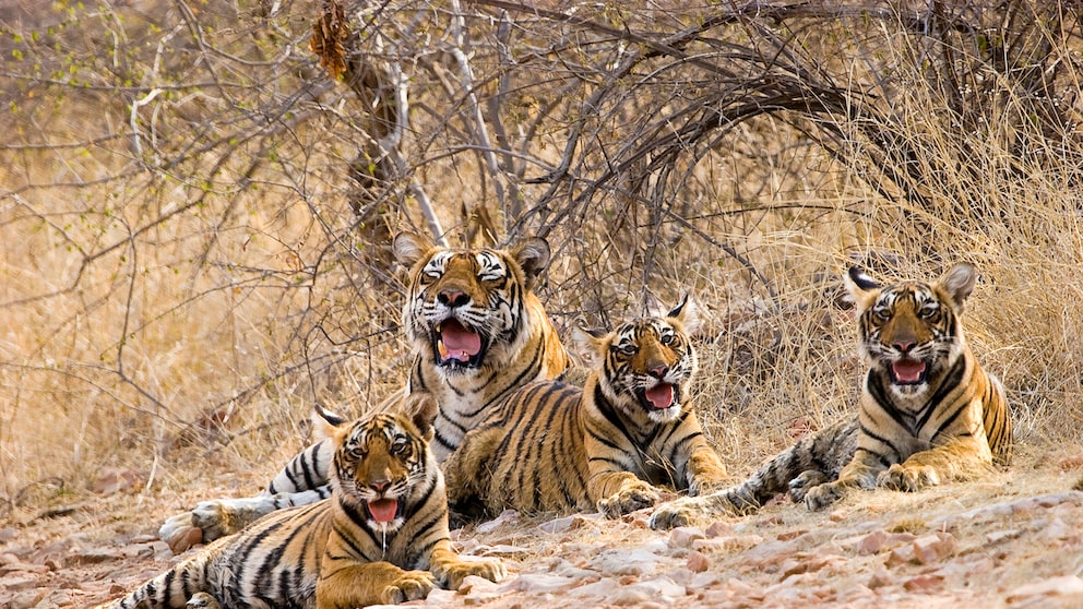Tiger Family in Ranthambore National Park
